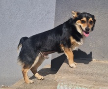 CHILLI, Hund, Mischlingshund in Bulgarien - Bild 2