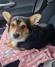 CHILLI, Hund, Mischlingshund in Bulgarien - Bild 3