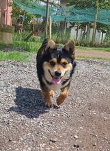 CHILLI, Hund, Mischlingshund in Bulgarien - Bild 4