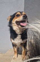 CHILLI, Hund, Mischlingshund in Bulgarien - Bild 5