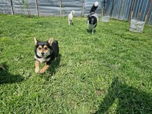 CHILLI, Hund, Mischlingshund in Bulgarien - Bild 6