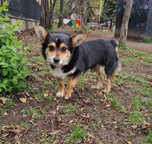 CHILLI, Hund, Mischlingshund in Bulgarien - Bild 7
