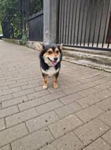 CHILLI, Hund, Mischlingshund in Bulgarien - Bild 8