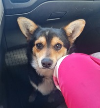 CHILLI, Hund, Mischlingshund in Bulgarien - Bild 9
