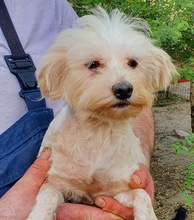 ALIZ, Hund, Malteser in Neuss - Bild 1
