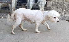ALIZ, Hund, Malteser in Neuss - Bild 2