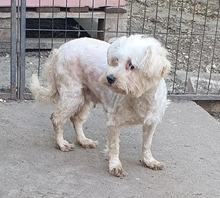 ALIZ, Hund, Malteser in Neuss - Bild 3