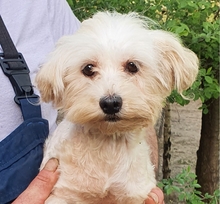 ALIZ, Hund, Malteser in Neuss - Bild 4