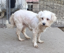 ALIZ, Hund, Malteser in Neuss - Bild 5