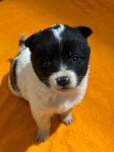 CINDERELLA, Hund, Mischlingshund in Rumänien - Bild 2