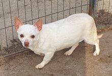 ALEXANDRA, Hund, Chihuahua in Meerbusch