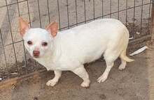 ALEXANDRA, Hund, Chihuahua in Meerbusch - Bild 2