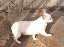 ALEXANDRA, Hund, Chihuahua in Meerbusch - Bild 3