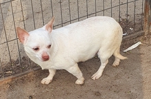 ALEXANDRA, Hund, Chihuahua in Meerbusch - Bild 4