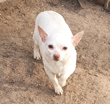 ALEXANDRA, Hund, Chihuahua in Meerbusch - Bild 5