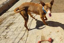 TOBLERONE, Hund, Mischlingshund in Spanien - Bild 10