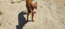 TOBLERONE, Hund, Mischlingshund in Spanien - Bild 2