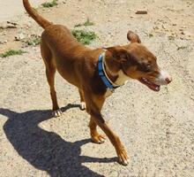 TOBLERONE, Hund, Mischlingshund in Spanien - Bild 3