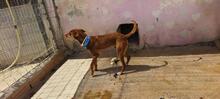 TOBLERONE, Hund, Mischlingshund in Spanien - Bild 4