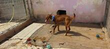 TOBLERONE, Hund, Mischlingshund in Spanien - Bild 6