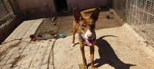 TOBLERONE, Hund, Mischlingshund in Spanien - Bild 7