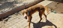 TOBLERONE, Hund, Mischlingshund in Spanien - Bild 8