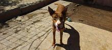TOBLERONE, Hund, Mischlingshund in Spanien - Bild 9