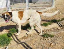 LILO, Hund, Boxer-Mix in Spanien - Bild 1