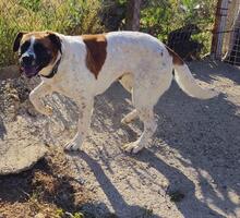 LILO, Hund, Boxer-Mix in Spanien - Bild 10