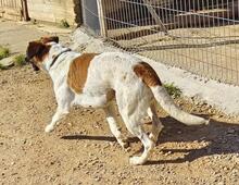 LILO, Hund, Boxer-Mix in Spanien - Bild 12