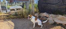 LILO, Hund, Boxer-Mix in Spanien - Bild 13