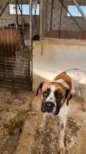 LILO, Hund, Boxer-Mix in Spanien - Bild 14