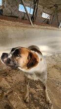 LILO, Hund, Boxer-Mix in Spanien - Bild 15
