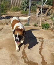LILO, Hund, Boxer-Mix in Spanien - Bild 2