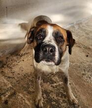 LILO, Hund, Boxer-Mix in Spanien - Bild 3