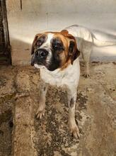 LILO, Hund, Boxer-Mix in Spanien - Bild 4