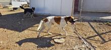 LILO, Hund, Boxer-Mix in Spanien - Bild 5