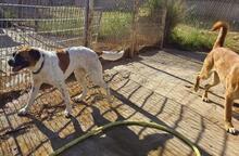 LILO, Hund, Boxer-Mix in Spanien - Bild 6