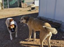 LILO, Hund, Boxer-Mix in Spanien - Bild 8
