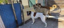 LILO, Hund, Boxer-Mix in Spanien - Bild 9