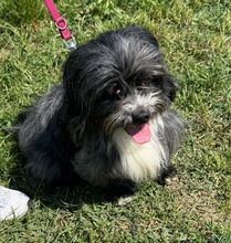 CHIPNR248561, Hund, Mischlingshund in Kroatien - Bild 1
