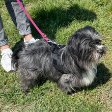 CHIPNR248561, Hund, Mischlingshund in Kroatien - Bild 2