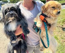 CHIPNR248561, Hund, Mischlingshund in Kroatien - Bild 3