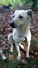 VIENE, Hund, Mischlingshund in Remscheid