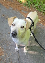 VIENE, Hund, Mischlingshund in Remscheid - Bild 2