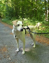 VIENE, Hund, Mischlingshund in Remscheid - Bild 3