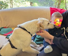 VIENE, Hund, Mischlingshund in Remscheid - Bild 4