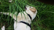 VIENE, Hund, Mischlingshund in Remscheid - Bild 5