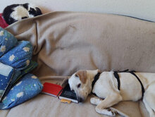 VIENE, Hund, Mischlingshund in Remscheid - Bild 6