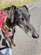 DIVINITY, Hund, Galgo Español in Petershagen - Bild 1